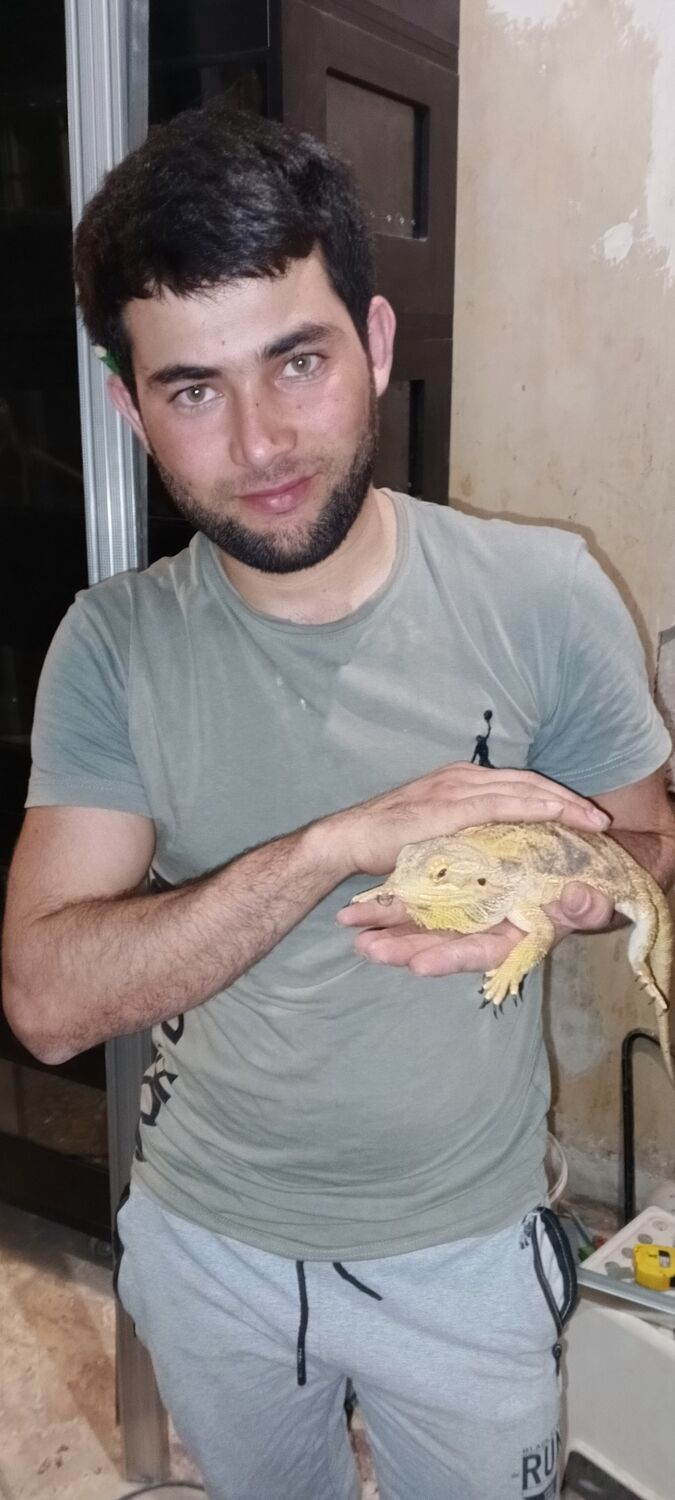 ���������� �����-���������, ���� ������� Samandar, 30 ���, ������������ ��� ������, ����� � ���������, c�������� ���������, ���������