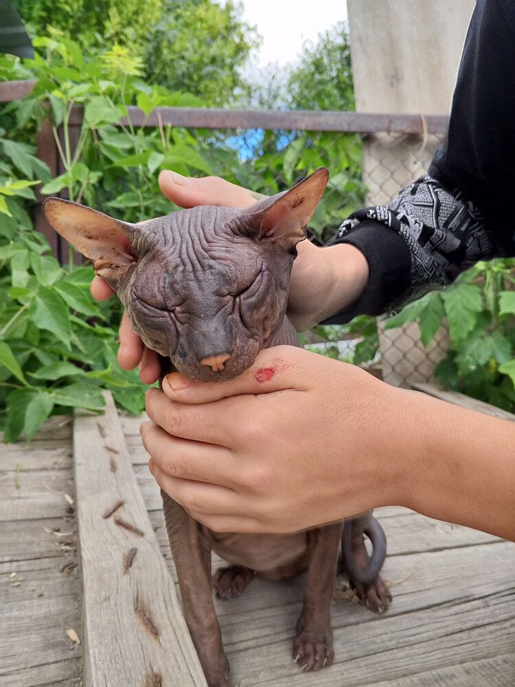 ���������� ���������, ���� ����� ������, 21 ���, ������������ ��� ������, ����� � ���������