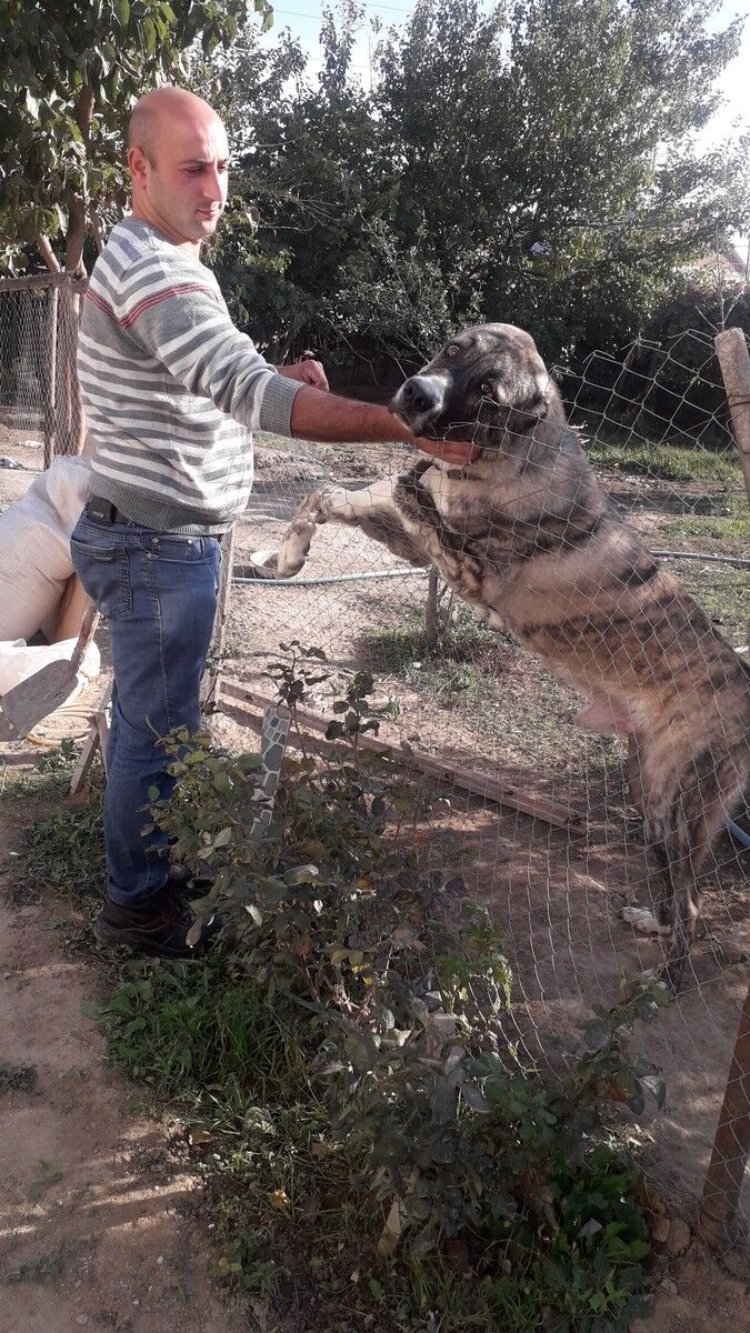  18767239  Ceyhun, 40 ,    