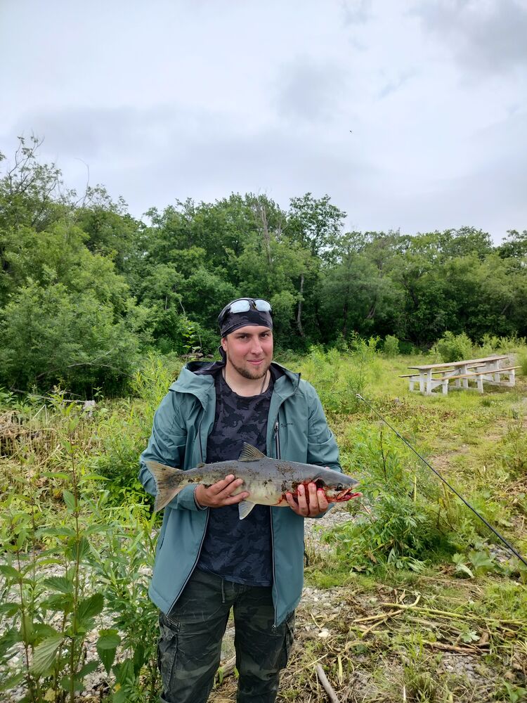  36008589  , 33 ,    -