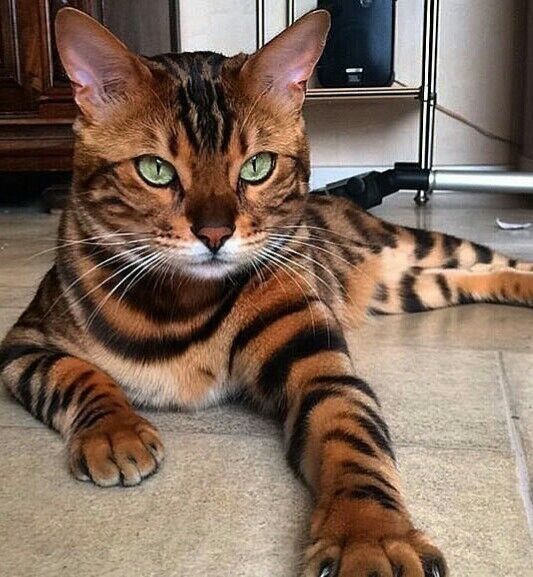 ���� 10899299 ������� Harius, 53 ����, ���� ���������� � ������