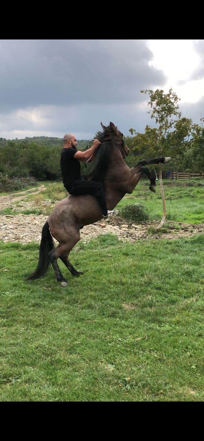 ���� 41868739 ������� ������, 32 ����, ���� ���������� � �����������