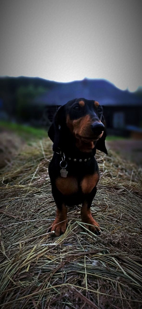 ���� 24743219 ������� ����, 29 ���, ���� ���������� � ������������