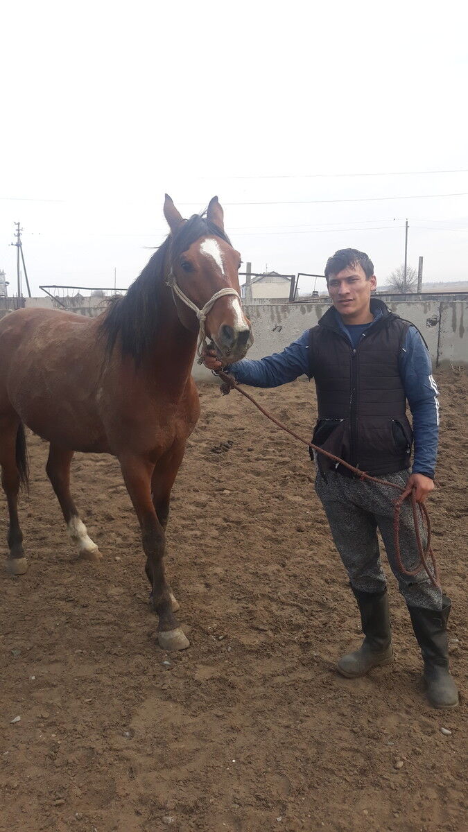 ���������� �����, ���� ������� ��i�, 39 ���, ������������ ��� ������, ����� � ���������, c�������� ���������