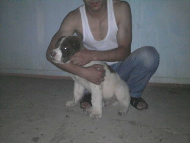  ,   Afyum, 37 ,   