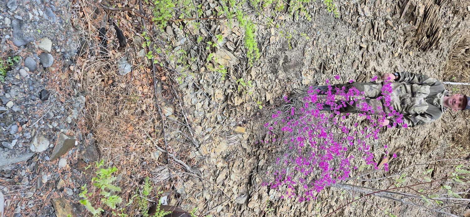 ���������� �������, ���� ������� ������, 38 ���, ������������ ��� c�������� ���������