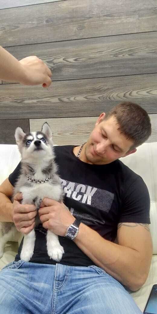 ���� 43735309 ������� ����, 39 ���, ���� ���������� � �����