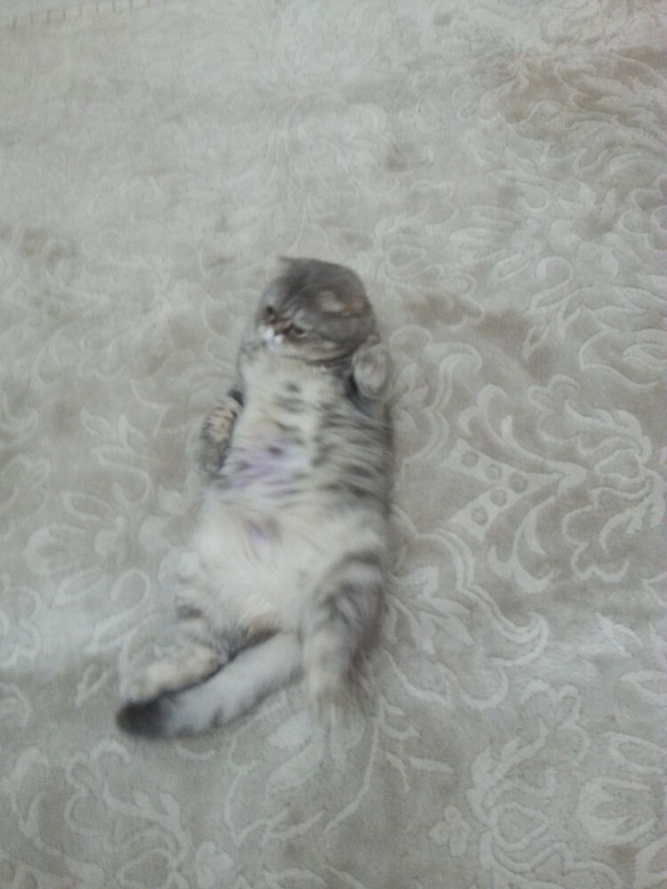 ���������� ������, ���� ������� ������, 48 ���, ������������ ��� ������, ����� � ���������, c�������� ���������