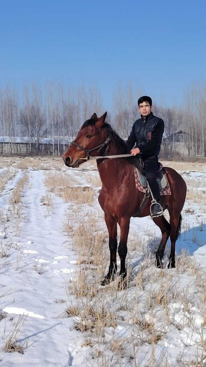  ,   Sultan, 41 ,   ,   , c , 