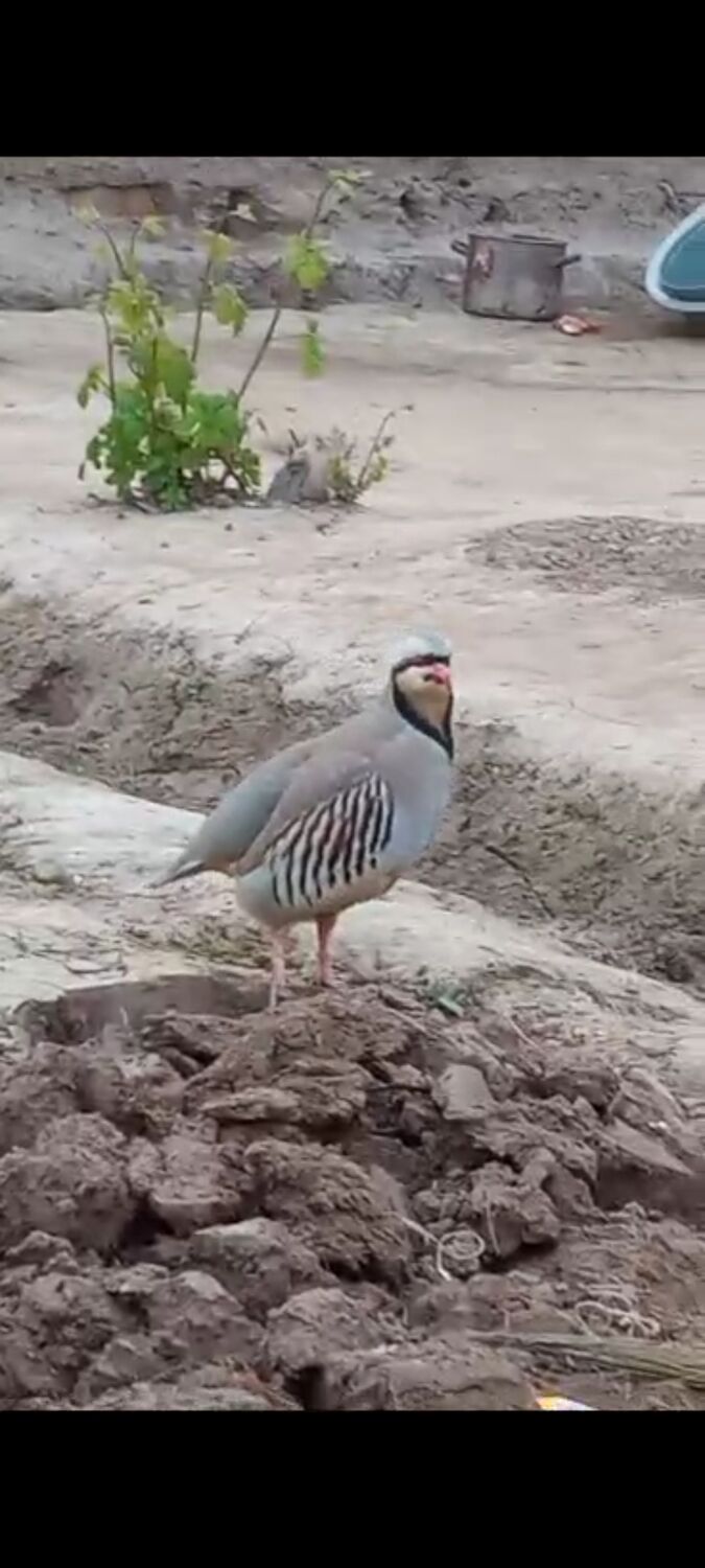 ���������� ������-��-����, ���� ������� ������, 38 ���, ������������ ��� ������, ����� � ���������