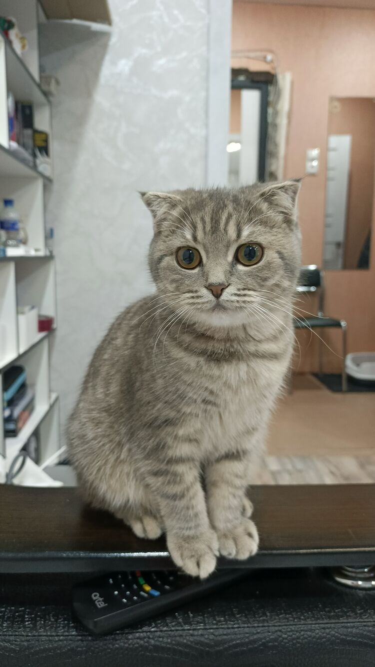 ���� 56216619 ������� �����, 31 ���, ���� ���������� � �������