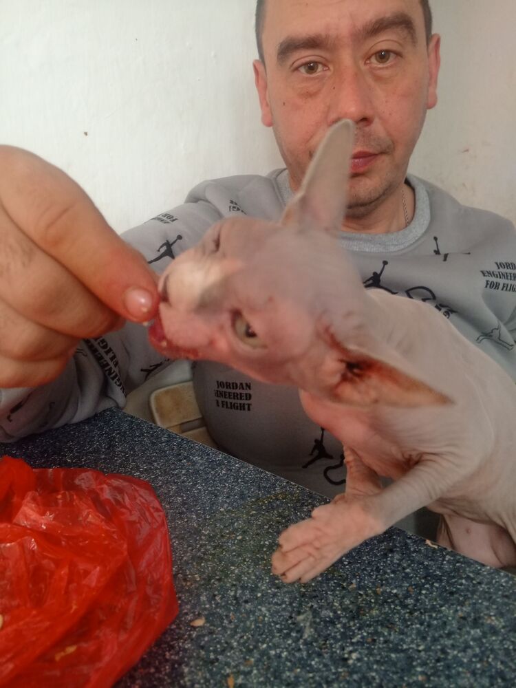 ���� 48565599 ������� ������, 40 ���, ���� ���������� � ����������������