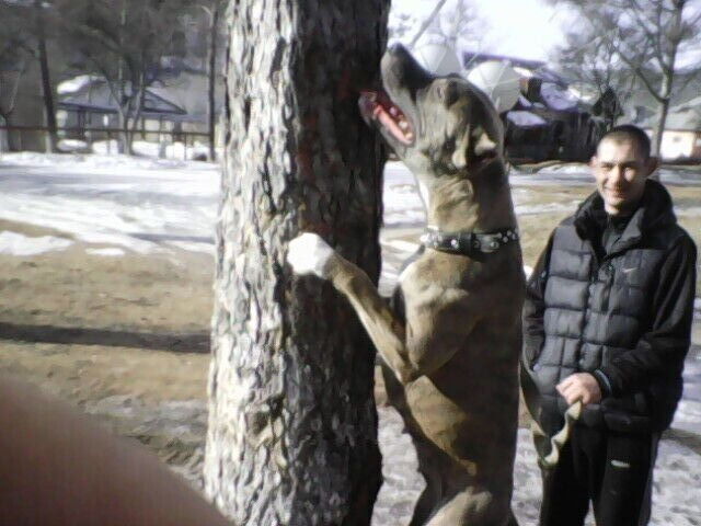 ���� 26118739 ������� ����, 41 ���, ���� ���������� � ���������