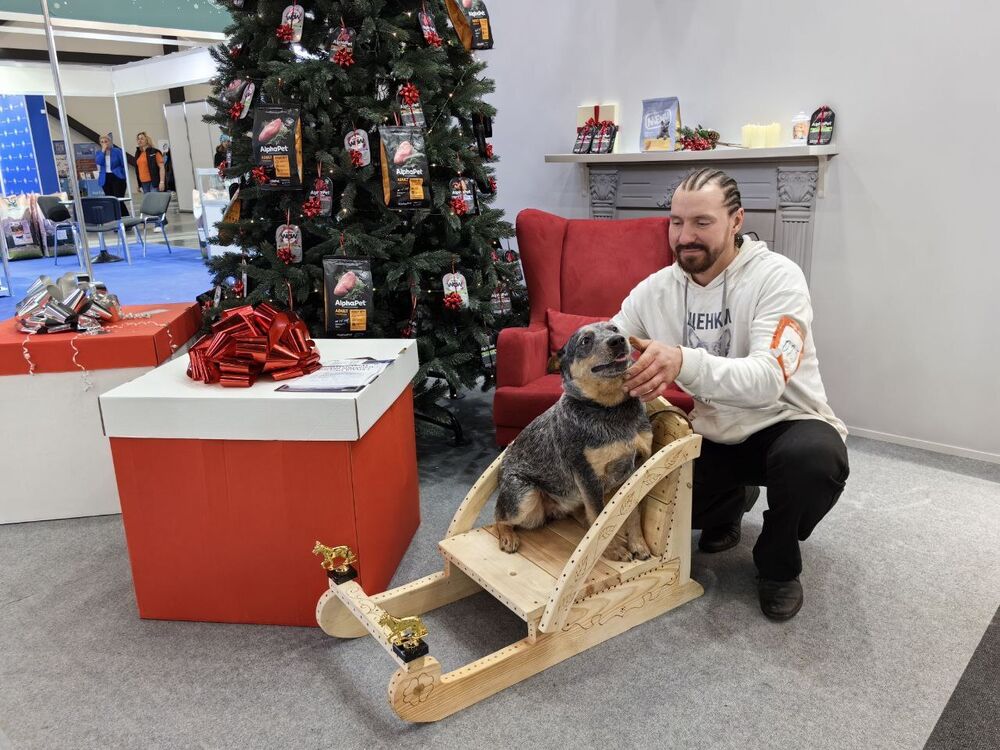 ���� 40265099 ������� Dino, 47 ���, ���� ���������� � �����-����������