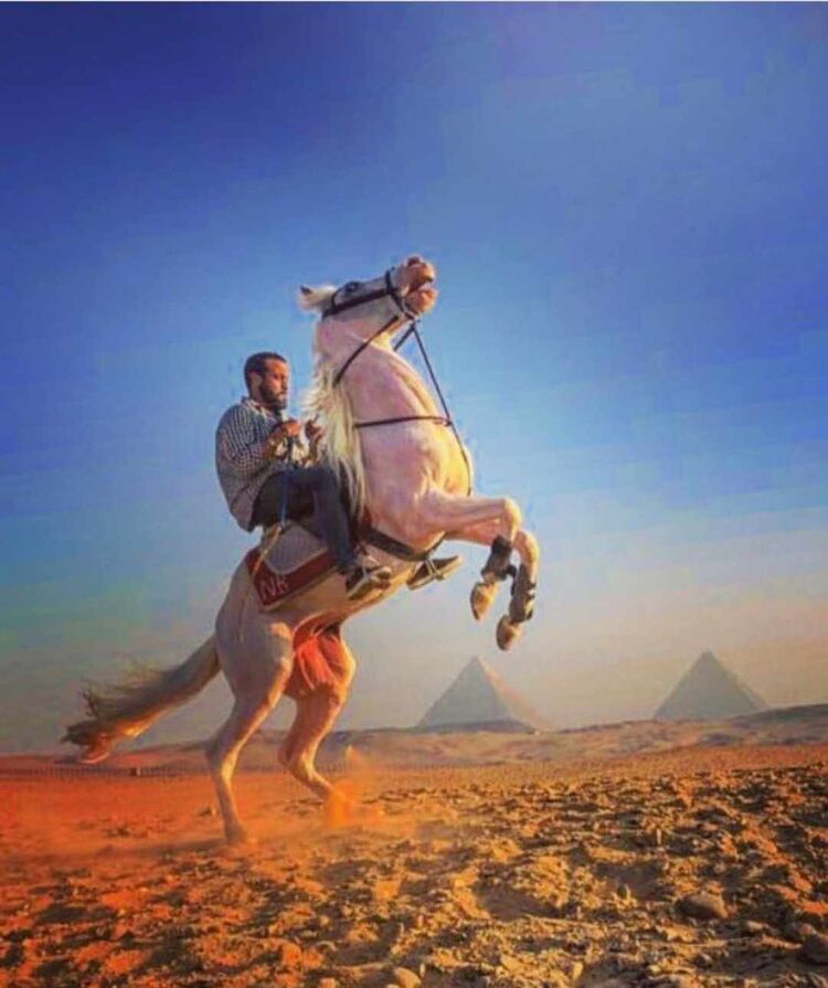  50924239  Mazen, 33 ,    