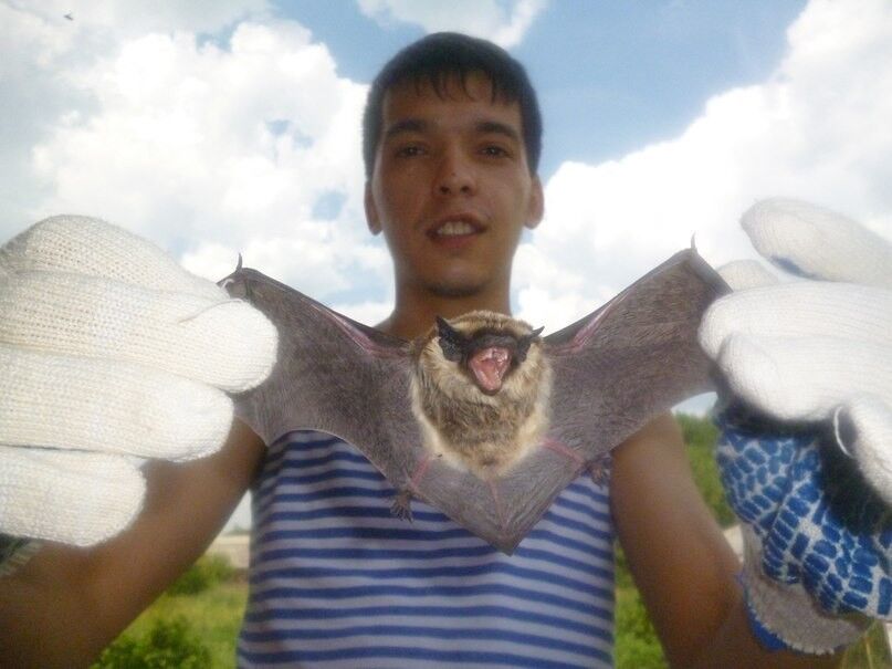 ���������� ����������, ���� ������� ������, 36 ���, ������������ ��� ������, ����� � ���������, c�������� ���������