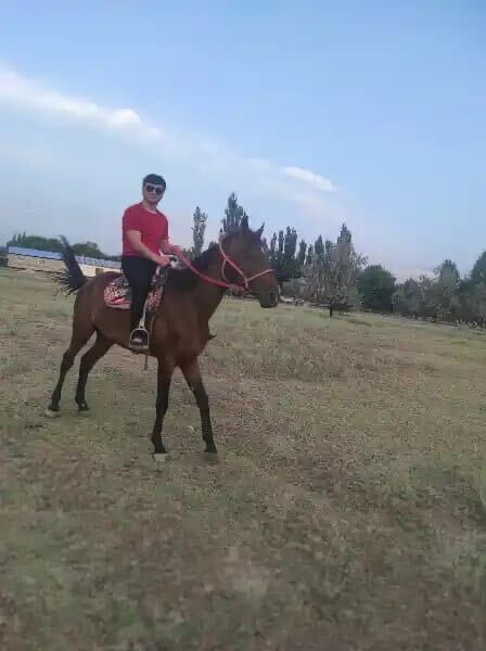  42116849  Alimurod, 36 ,    