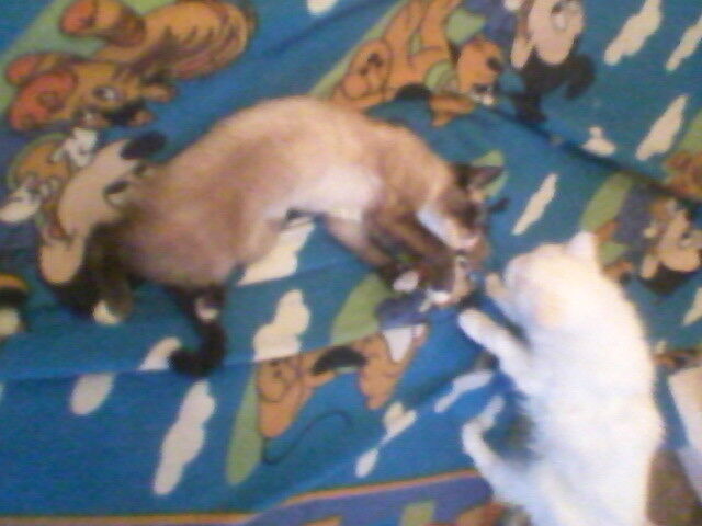 ���������� ������, ���� ������� ����, 58 ���, ������������ ��� ����� � ���������, c�������� ���������