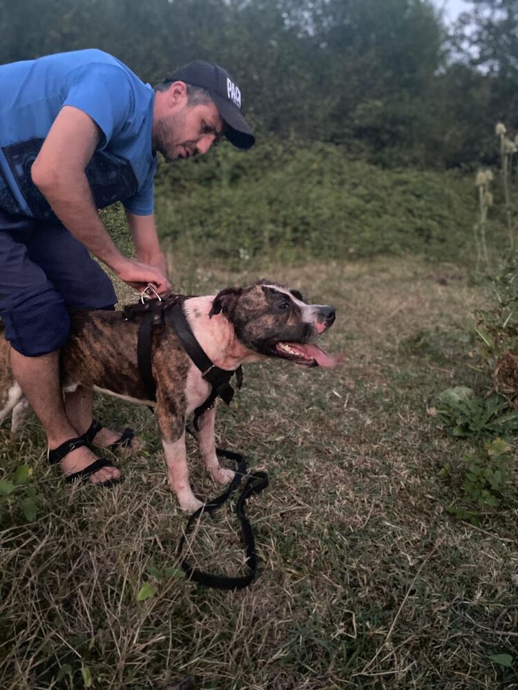 ���� 39278139 ������� ������, 44 ����, ���� ���������� � ������