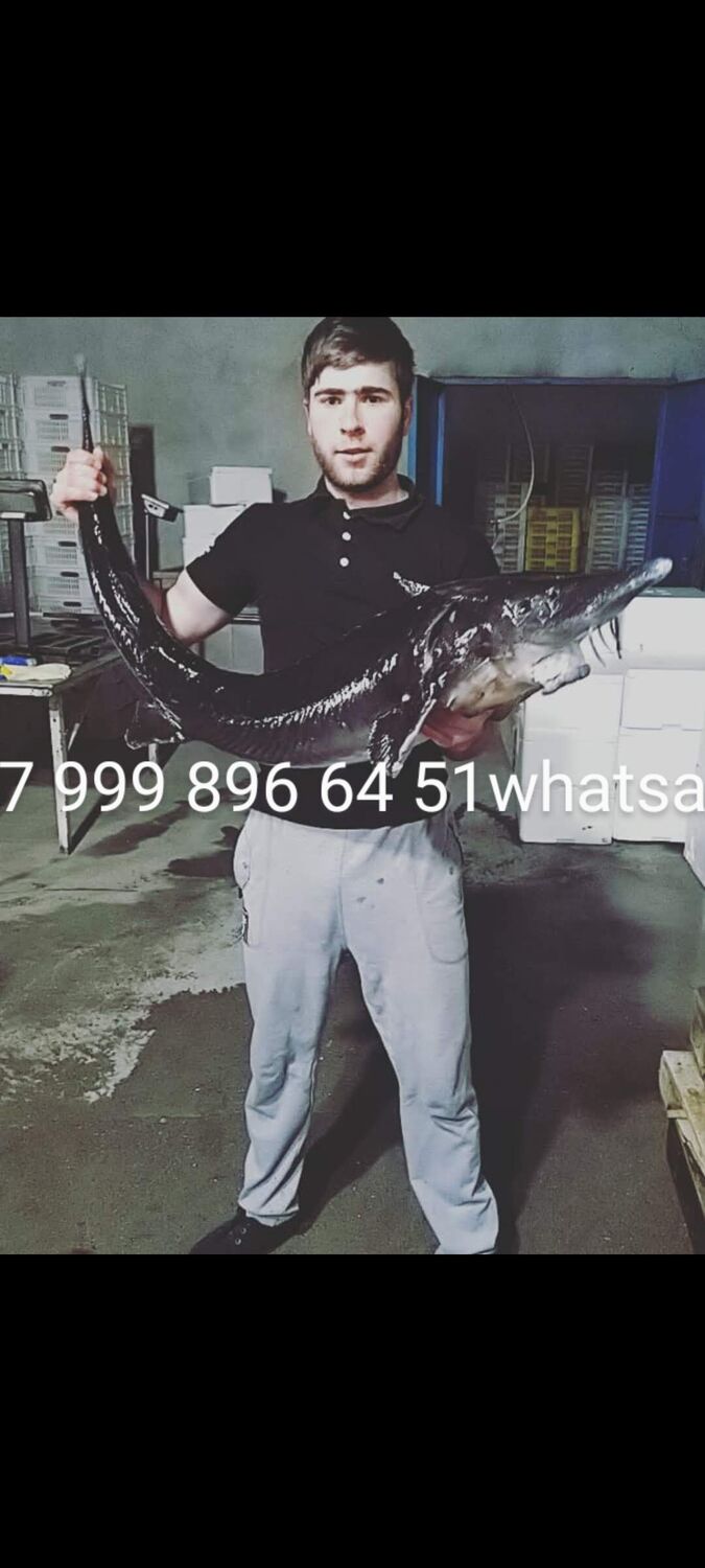 ���������� �������, ���� ������� ���, 28 ���, ������������ ��� ������, ����� � ���������