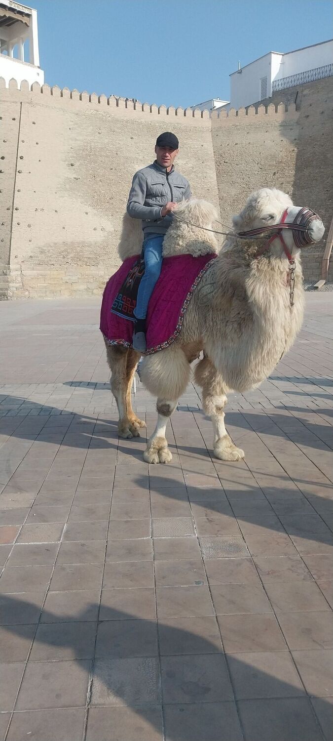 ���� 55840409 ������� �����, 37 ���, ���� ���������� � ���������