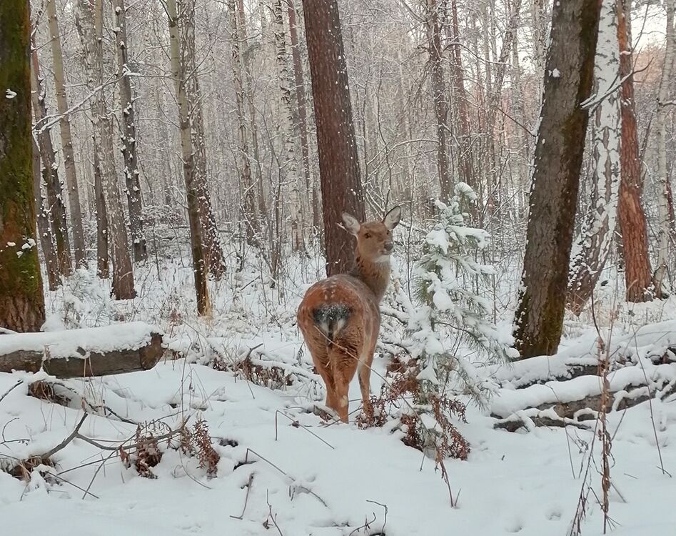 ���������� ������������, ���� ������� �������, 48 ���, ������������ ��� ������, ����� � ���������