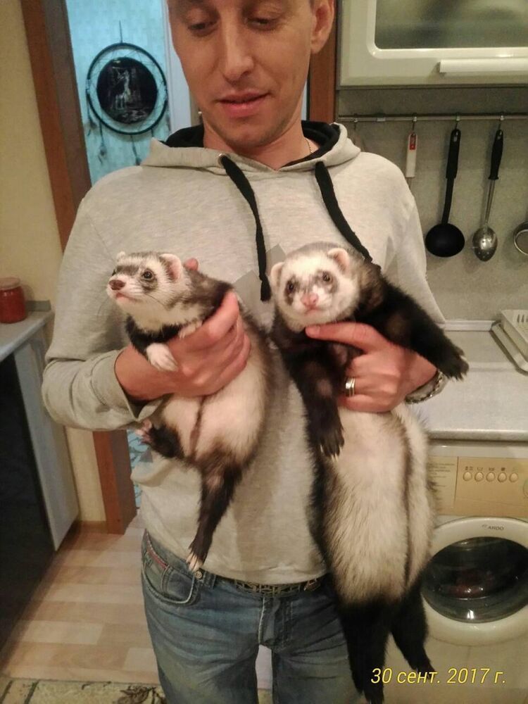 ���������� ��������, ���� ������� ������, 45 ���, ������������ ��� ������