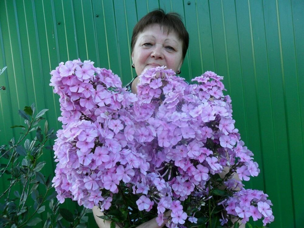 ���� 13116009 ������� �������, 66 ���, ���� ���������� � ������