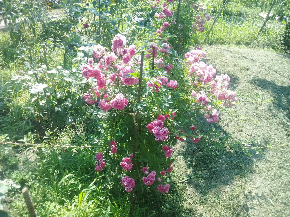  ,   , 45 ,   ,   , c 