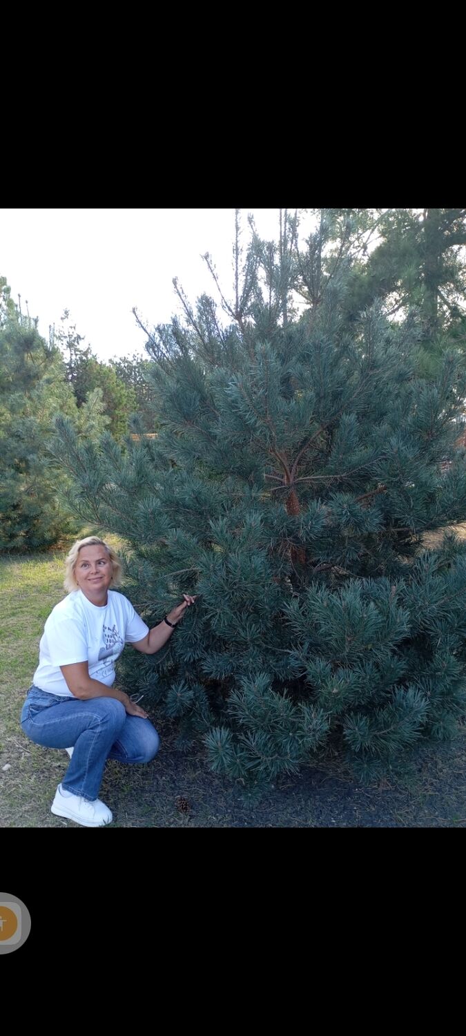 ���������� �����������, ���� ������� �����, 54 ����, ������������ ��� ������, ����� � ���������, c�������� ���������