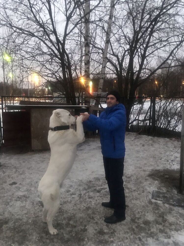 ���� 33049489 ������� Gurgen, 31 ���, ���� ���������� � �����-����������