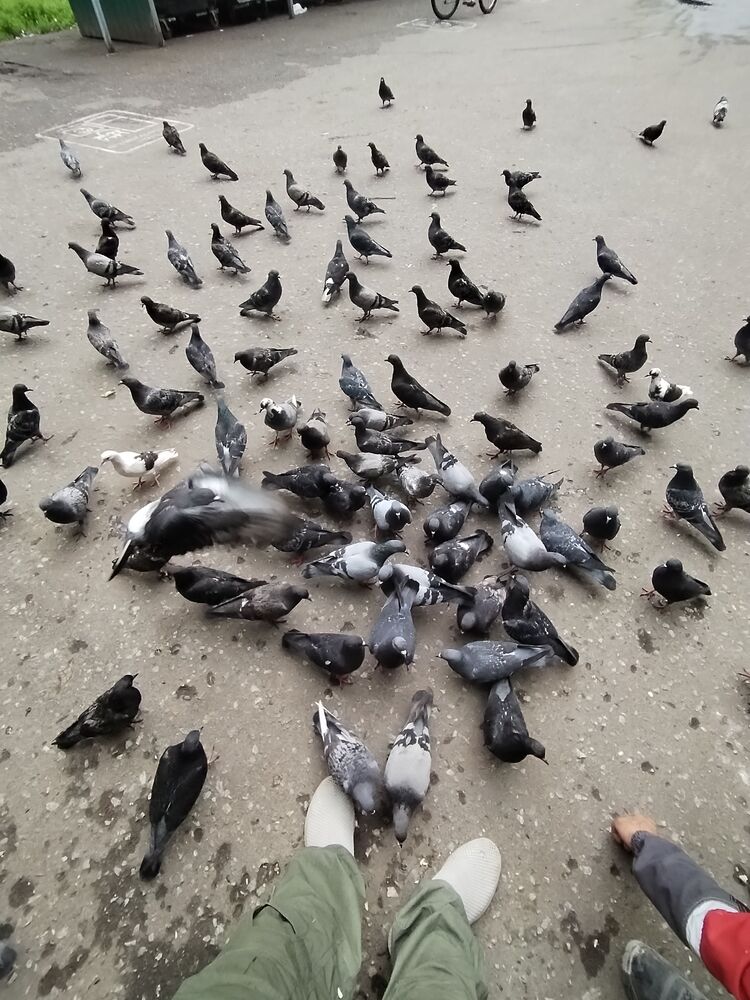 ���������� ������, ���� ������� ���, 38 ���, ������������ ��� ������, ����� � ���������