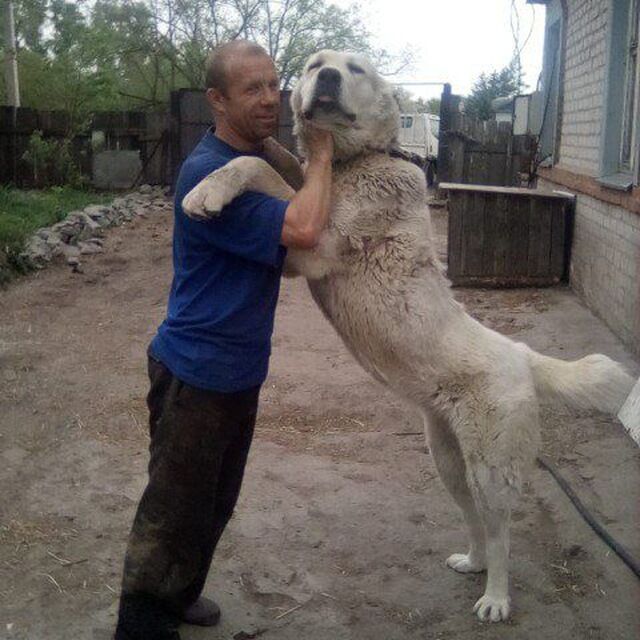  46943109  , 44 ,    