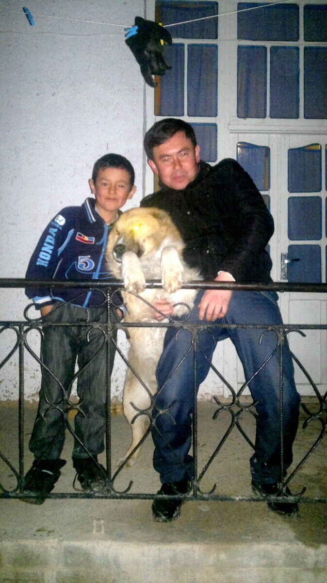  ,   Nazar, 36 ,     , c 