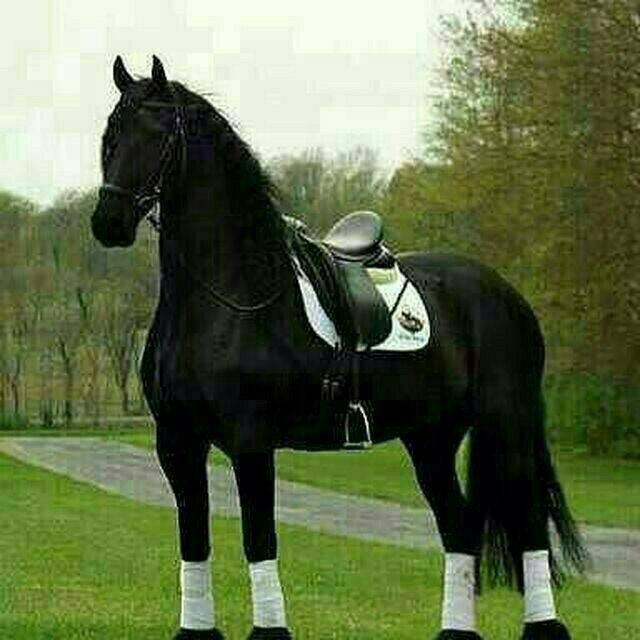  ,   Asqar, 34 ,   ,   