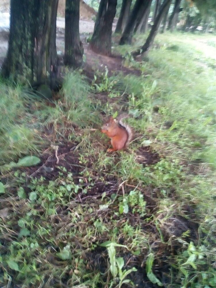 ���������� ������, ���� ������� �����, 49 ���, ������������ ��� ������, ����� � ���������