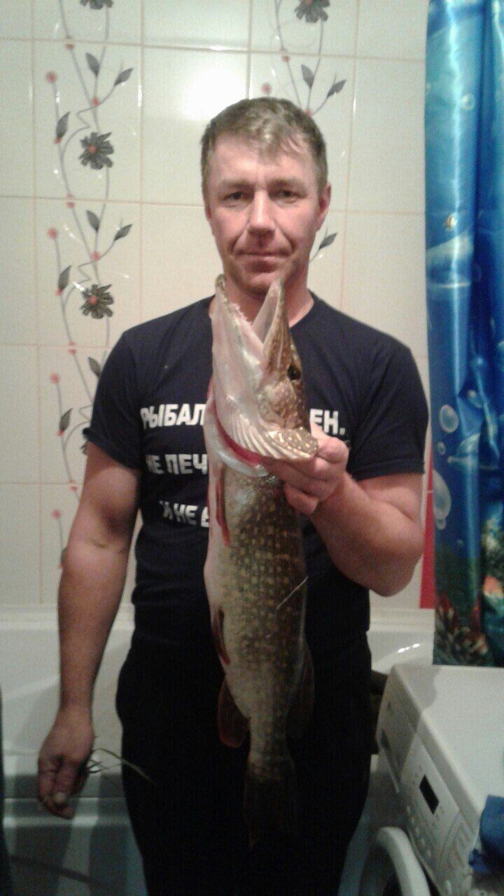 ���� 55608179 ������� �������, 49 ���, ���� ���������� � �������