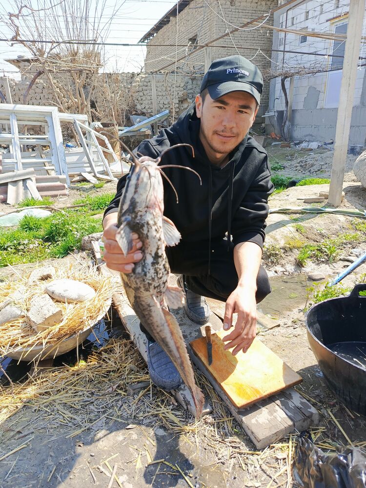 ���� 43041679 ������� �����, 33 ����, ���� ���������� � ������������