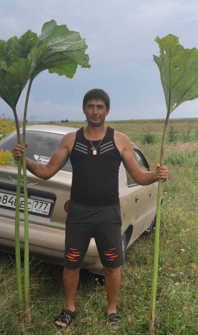 ���� 42295399 ������� �����, 38 ���, ���� ���������� � �����������