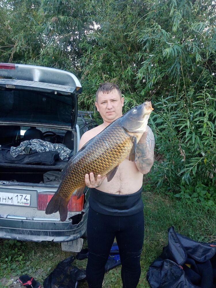 ���� 33088099 ������� ����, 40 ���, ���� ���������� � �������