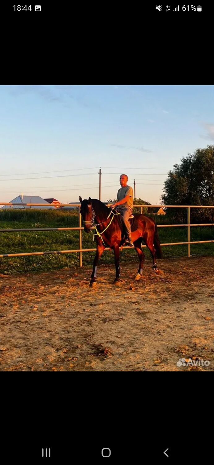 ���� 55319179 ������� ���������, 30 ���, ���� ���������� � ���������