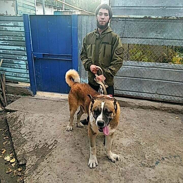 ���������� ������, ���� ������� �����, 36 ���, ������������ ��� ������, ����� � ���������, c�������� ���������