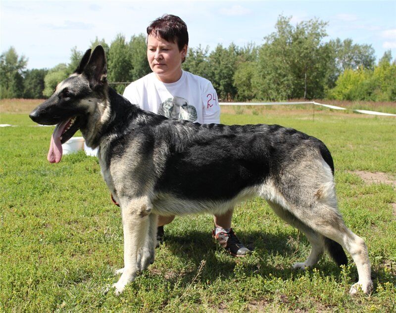 ���� 54971969 ������� ����, 47 ���, ���� ���������� � �����