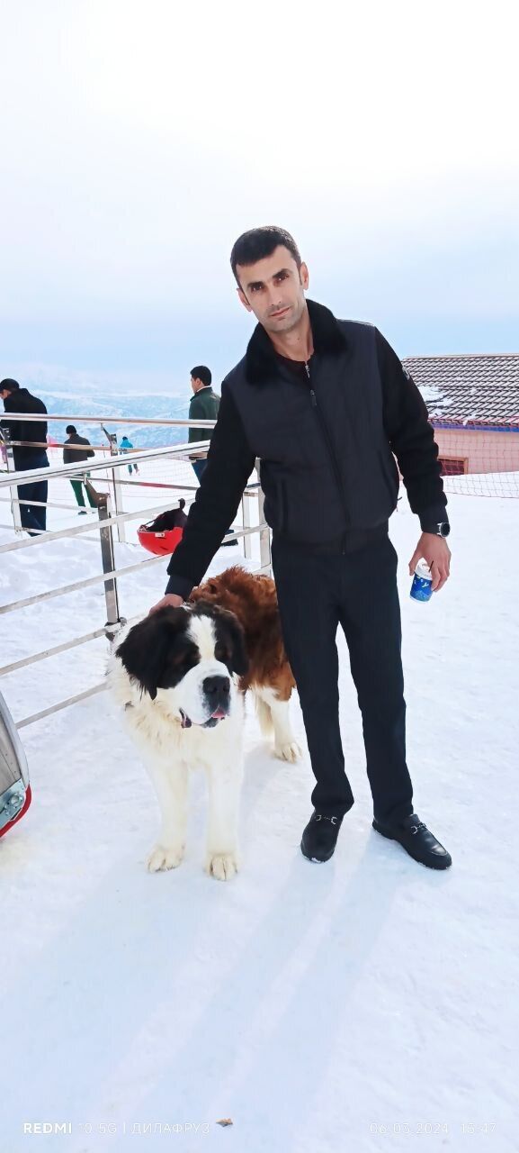 ���������� ������, ���� ������� Nasim, 43 ����, ������������ ��� ������, ����� � ���������, c�������� ���������, ���������