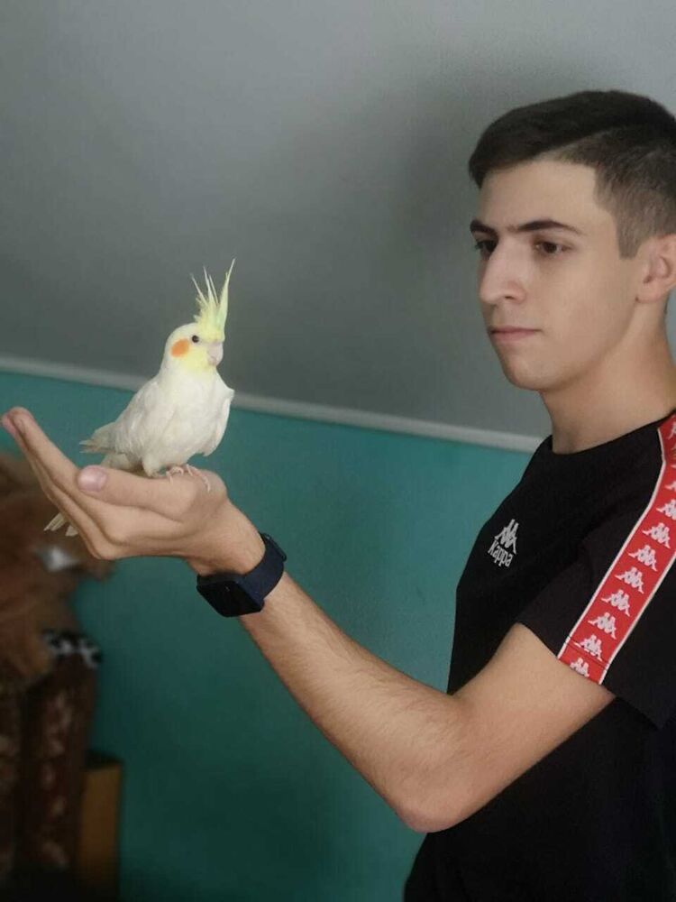  29905309  , 21 ,    --