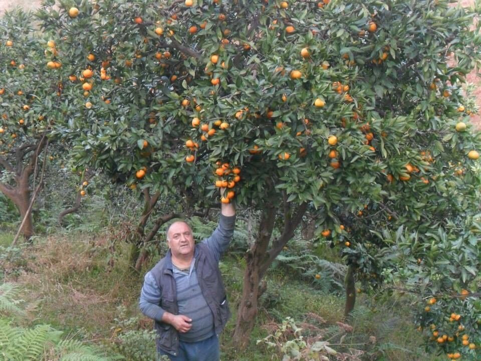  ,   Merabi, 64 ,   