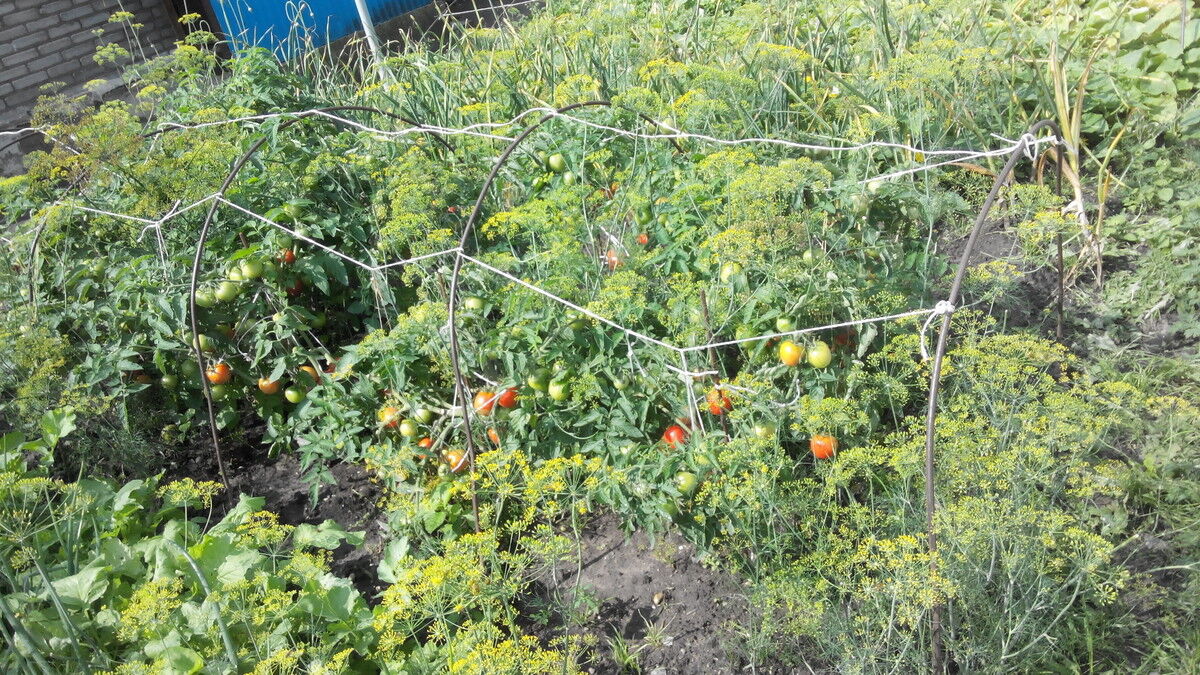 ���������� Berndorf, ���� ������� Griha, 76 ���, ������������ 