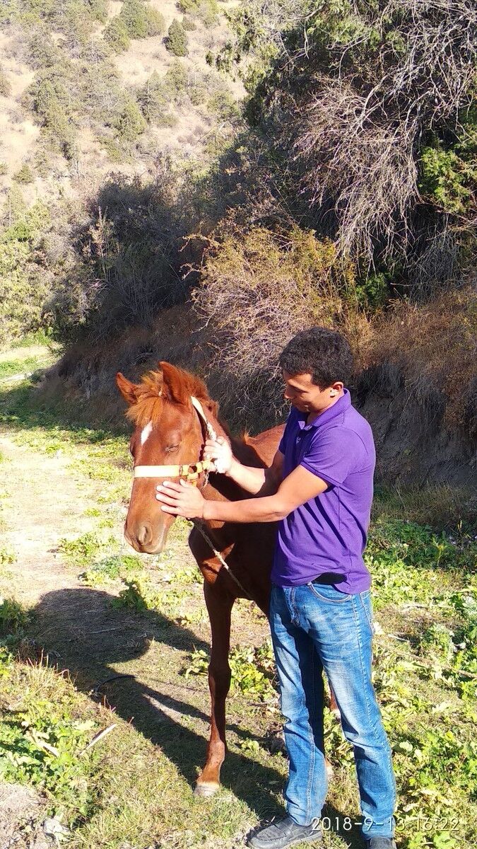  ,   SARDOR, 32 ,     , c 