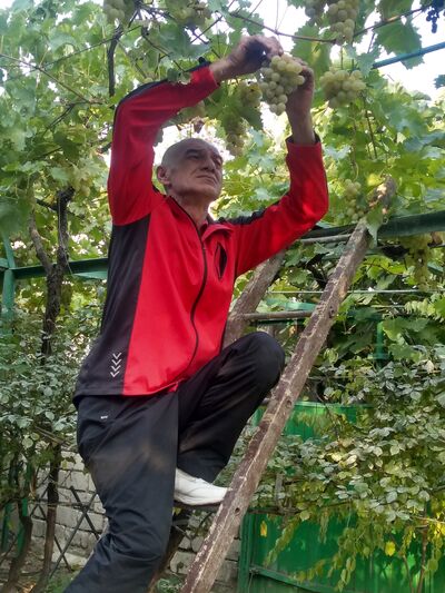  ,   Zaza, 51 ,   ,   