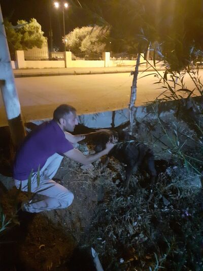  ,   ELIMIK, 44 ,   ,   , c 